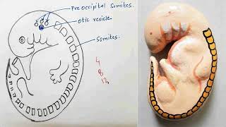 Somites  Embryology  Viva Voce of Anatomy [upl. by Bigg511]