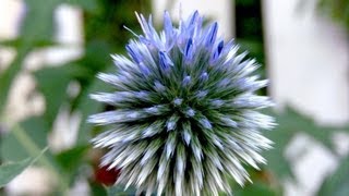 Globe Thistle Echinops  Gardening 101 by Dr Greenthumb [upl. by Oribel464]