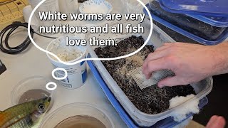 Feeding and Harvesting White Worms [upl. by Carole550]