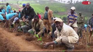 FERWACOTHE Launching Agriculture of Seasone in tea Cooperatives  GISOVU TEA FACTORY NAEB  MINAGRI [upl. by Consuelo]