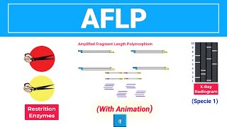 AFLP  Amplified Fragment Length Polymorphism with animation [upl. by Franci700]