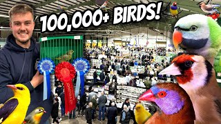 GIANT Bird Market in the UK  Stafford 2024 [upl. by Nuoras]