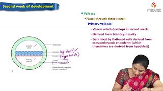 Second week of Development  Embryology Lectures [upl. by Griffiths428]