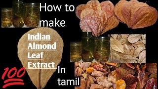 how to make indian almond leaf extract in tamil  Indian Almond Leaf [upl. by Dinnie615]