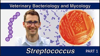 Streptococcus Part 1  Veterinary Bacteriology and Mycology [upl. by Campball]