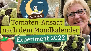 Erste Tomatenansaat 2022 nach dem Mondkalender [upl. by Nnodnarb]