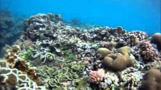 Snorkeling in front of Hideaways Resort Mentawai [upl. by Wivinah]