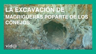 La excavación de madrigueras poparte de los conejos [upl. by Eolhc]