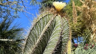 Astrophytum de 300 Años en España Conoce la ubicación y ven a visitarlocactusdesertcity cactus [upl. by Jaylene]