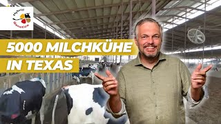 Tausende Milchkühe in Texas [upl. by Kcirb]