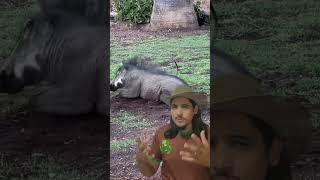 TIMÃO E PUMBA DA VIDA REAL Planeta Natureza ivisplanetanatureza [upl. by Mellisent]