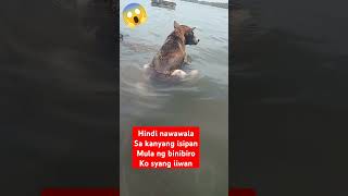 Mahal ka namin mokongsealife doglover shortvideo [upl. by Vincents]