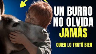 ¿SON TONTOS LOS BURROS Y 6 CURIOSIDADES MÁS 🦙😭 [upl. by Kinom]