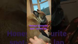 lapdog frenchtart daddysgirl mansbestfriend frenchbulldog lovehoney honeybadger dog pets [upl. by Amalle]