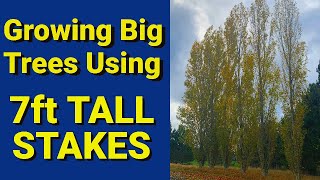 Growing Big Trees Using 7 FT Tall Stakes  Lombardy Poplar Black Cottonwood and Weeping Willow [upl. by Yreneh]