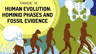 Hominid Evolution  Evidence in Skeleton and Phases of hominids [upl. by Rehpotsrik]