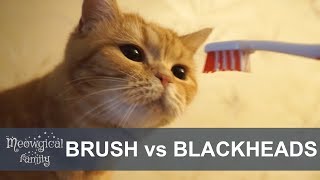 Part3 facial brush vs cat acne [upl. by Anev724]