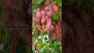 Sweet potato 🍠 farming fruit agriculture farming shorts [upl. by Moth]