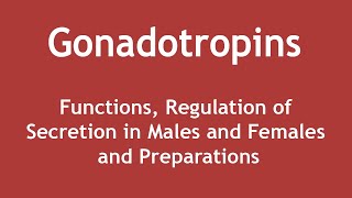 Gonadotropins  Functions Regulation of Secretion in Males and Females and Preparations ENGLISH [upl. by Latsirhc]