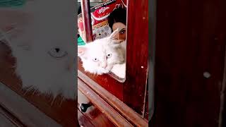 My cat sitting in cupboard [upl. by Pfaff]