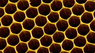 Why do bees build hexagonal honeycombs  Forces of Nature with Brian Cox Episode 1  BBC One [upl. by Marcella]