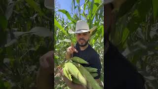 Seme antojo hacer un pozolillo 🌽 Don Aguilón me llevó a recoger los elotes a su rancho ❤️ [upl. by Yorgos323]