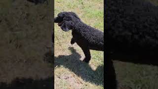 Dogs go crazy dogs nature dance dancenature [upl. by Wehtam]