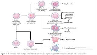 Hematopoiesis Urdu Language  Red blood cells formation [upl. by Haff131]