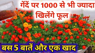 Marigold Plant Care amp Fertilizerबस 5 बातें और एक खाद खिलेंगे 1000 से भी ज्यादा फूलHomemade khad [upl. by Anirehtac]