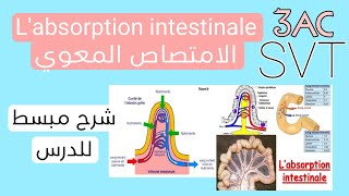 labsorption intestinale الامتصاص المعوي [upl. by Nonnah]