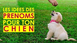 Les prenoms de chiens  comment nommer son chien en S 2021 60 [upl. by Kolodgie]