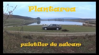 Plantarea puietilor de salcamPartea I [upl. by Cardwell]