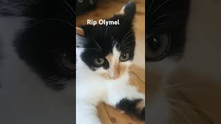 Rip Olymel cat and dog [upl. by Nwahc]