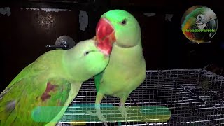 Parrot Natural Sounds  Parrot Talking [upl. by Hertha]