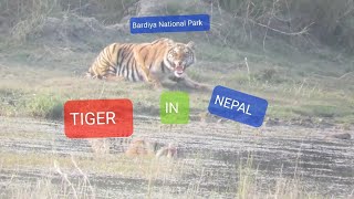 Tiger sighted in bardiya national Park [upl. by Aggri]