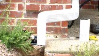 How To Install Underground Downspouts with Popup Drains [upl. by Attej297]