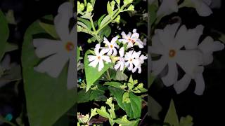 Night jasmine parijat beauty flowers nature shortsyoutubeshorts viralshorts viralvideo [upl. by Ydnys]