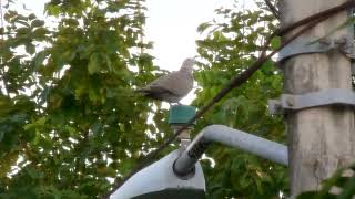 Palomas Tórtola o Paloma Rabiche [upl. by Meil559]