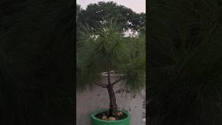 Pinus  roxburghii Sarg  chir pine 💚🌿🪴youtubeshorts youtube ytshorts green plant pinus [upl. by Toscano609]