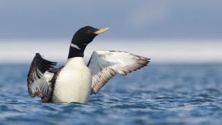 Through the Lens Yellowbilled Loon [upl. by Colin]