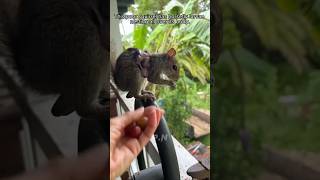 गिलहरी Horse fly के larvae से कैसे जीती  Squirrel beat horse fly larvae [upl. by Lawton]