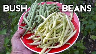 Bush Beans  Top Crop Tendergreen Improved amp Yellow Wax Beans [upl. by Tristas]