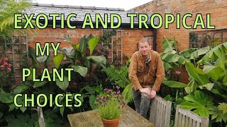 Exotic Tropical Jungle Garden Tour  Tetrapanax  Colocasia  Canna  Banana  Musa Basjoo [upl. by Ceevah933]