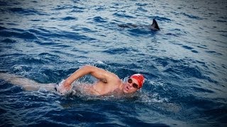 Dolphins Protect Man From GREAT WHITE SHARK [upl. by Georgeanne]