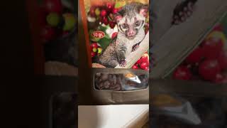 Luwak Coffee  Luwak the Asian Palm Civet [upl. by Erimahs112]