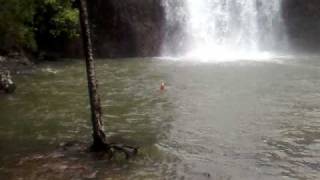 croc attack near airlie beach queensland [upl. by Gnoht]