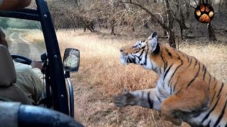 Male Tiger Chasing Jeep in Ranthambore National Park  Goosebumps Guaranteed  Tiger Mock Charge [upl. by Kral]