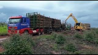 TRANSPES  Operação Florestal em Três Lagoas  MS [upl. by Elia]