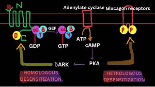 TYPES OF DESENSITIZATIONCELL SIGNALLING REGULATION [upl. by Rodrich]