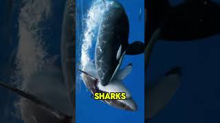 Why orcas are called killer whales [upl. by Kramer445]